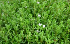 Rau đắng thanh nhiệt, tăng cường trí nhớ